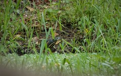 Ixobrychus sturmii