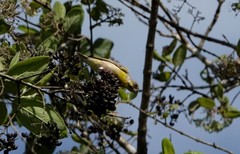 Crithagra citrinipectus