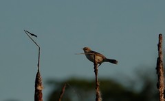 Cisticola galactotes