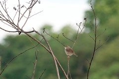 Cisticola brachypterus