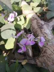 Dipogon lignosus