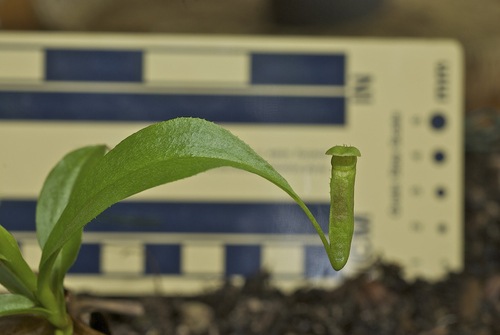 Nepenthes parvula