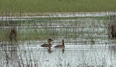 Thalassornis leuconotus