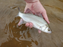 White Bass photo 3
