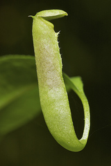 Nepenthes parvula