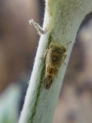 Tremulicerus distinguendus