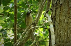 Phyllastrephus flavostriatus