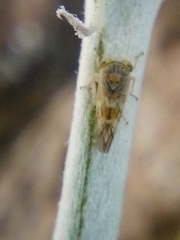 Tremulicerus distinguendus