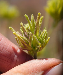 Cordylanthus rigidus rigidus