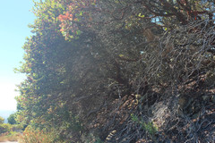 Arctostaphylos refugioensis