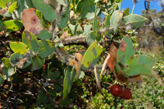 Arctostaphylos refugioensis