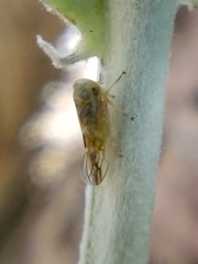 Tremulicerus distinguendus