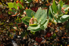 Arctostaphylos refugioensis