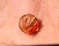 Arctostaphylos refugioensis