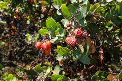 Arctostaphylos refugioensis