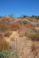 Thermopsis macrophylla