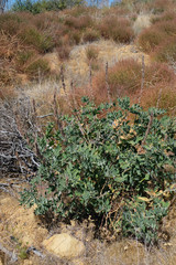 Thermopsis macrophylla