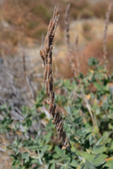 Thermopsis macrophylla