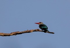 Halcyon senegaloides