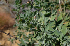 Thermopsis macrophylla