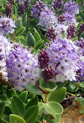 Veronica chathamica