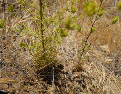 Cordylanthus rigidus rigidus