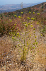 Cordylanthus rigidus rigidus