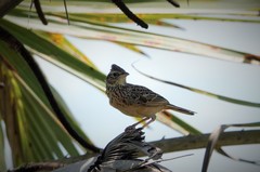 Mirafra rufocinnamomea