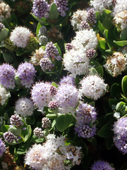 Veronica chathamica