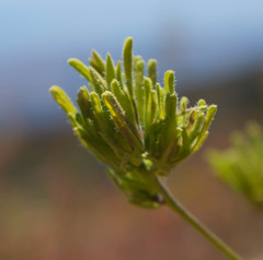 Cordylanthus rigidus rigidus