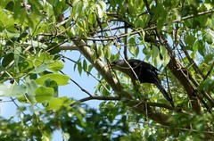 Ceuthmochares australis