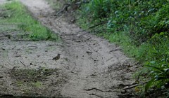 Cercotrichas quadrivirgata