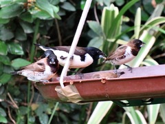 Spermestes fringilloides