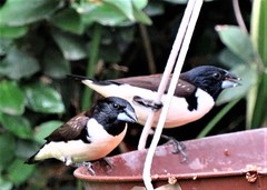 Spermestes fringilloides