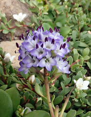Veronica chathamica