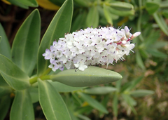 Veronica dieffenbachii