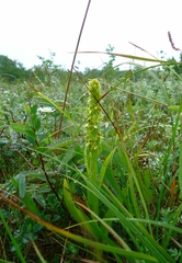 Platanthera convallariifolia