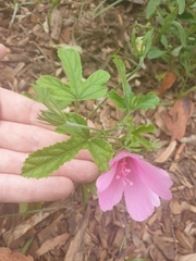 Hibiscus geranioides