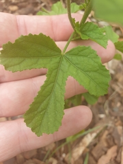 Hibiscus geranioides