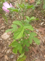 Hibiscus geranioides