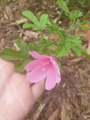 Hibiscus geranioides
