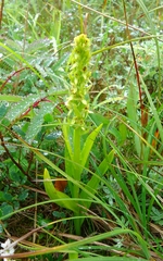 Platanthera convallariifolia