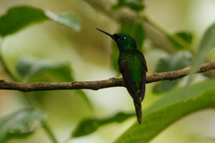 Heliodoxa imperatrix