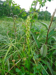 Platanthera convallariifolia