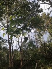 Homalanthus populifolius