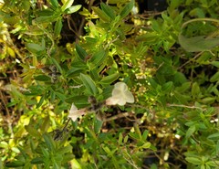 Mecardonia acuminata