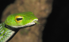Travancore Short-Nosed Vine Snake photo 1