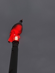 Larus brachyrhynchus