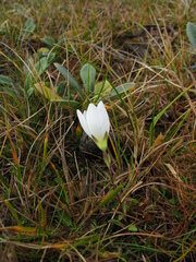 Gentianella montana