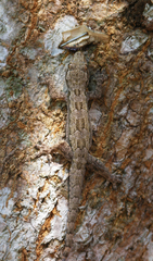 Hemidactylus platyurus